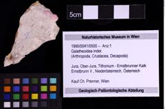 Foto (Objekt + Etiketten) von Galatheoidea indet. (NHMW-GEO-1990-0041-0500)